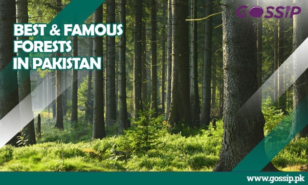 6 Best and Famous Forests of Pakistan