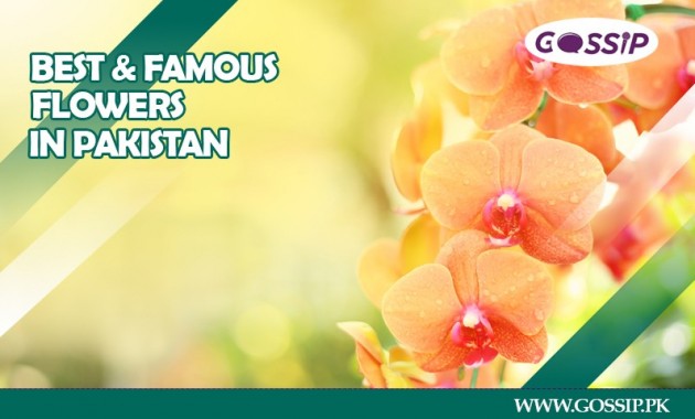 top-20-best-and-famous-flowers-in-pakistan